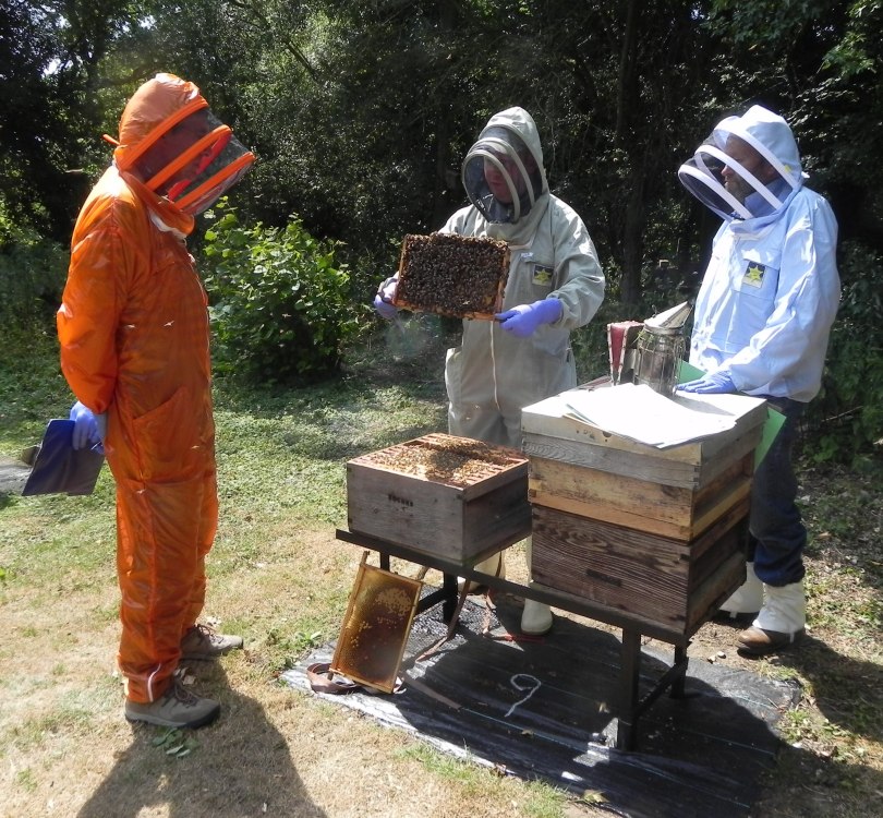 Candidates are expected to be experienced in using a wide range of hive types.