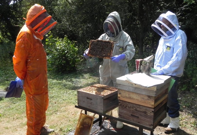 Candidates are expected to be familiar with a large range of hive types