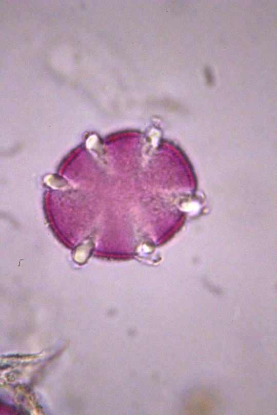 Rosemary Pollen Grain at x400 magnification