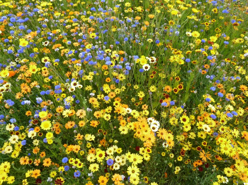Image of Wildflowers